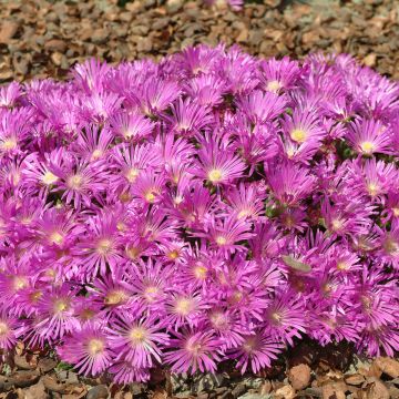 Delosperma cooperi (semillas) - Alfombra rosa
