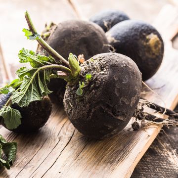 Rábano noir gros rond d'hiver BIO