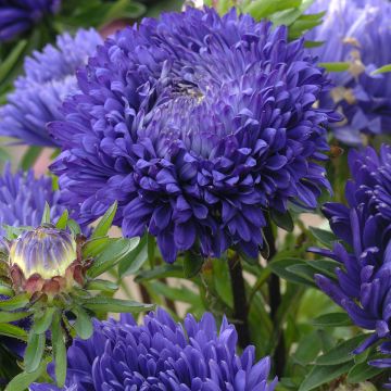 Semillas de Callistephus chinensis King Size Azul - Reina MargaritaSemillas de Callistephus chinensis King Size Appleblossom - Reina MargaritaSemillas de Callistephus chinensis King Size Appleblossom - Reina MargaritaSemillas de Callistephus chinensis Kin Semillas de Callistephus chinensis King Size Azul - Reina MargaritaSemillas de Callistephus chinensis King Size Appleblossom - Reina MargaritaSemillas de Callistephus chinensis King Size Appleblossom - Reina MargaritaSemillas de Callistephus chinensis Kin