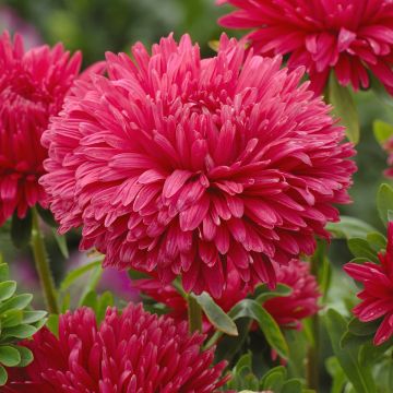 Semillas de Callistephus chinensis King Size Roja - Reina Margarita