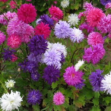 Reina Margarita Plume d'Autruche Mix - Callistephus
