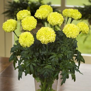 Tagetes erecta Nosento Limegreen F1 Tagetes erecta Nosento Limegreen F1