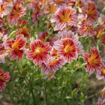 Semillas de Salpiglossis sinuata Tora Red (semillas recubiertas) - Panza de burro