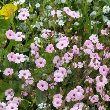 Vaccaria hispanica Pink Beauty BIO