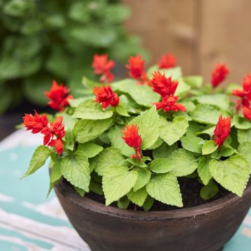 Graines de Sauge annuelle Reddy Lime-leaved Red - Salvia splendens