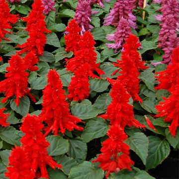 Salvia splendens Reddy rouge - Banderilla