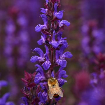 Salvia nemorosa Salvatore Blue