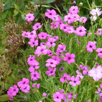Silene oculata Rose Angel - Coquelourde, Rose du ciel, Silène d'un rose céleste, Silène rose du ciel