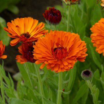 Semillas de Caléndula Indian Prince BIO - Calendula officinalis