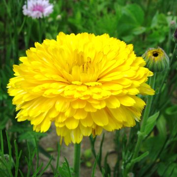 Caléndula Pacific Beauty Lemon