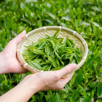 Camellia sinensis (semillas) - Planta de té