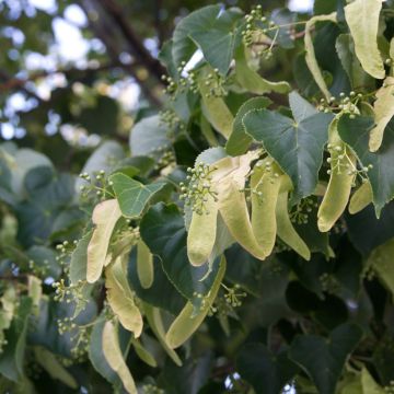Tilia cordata (semillas) - Tilo silvestre