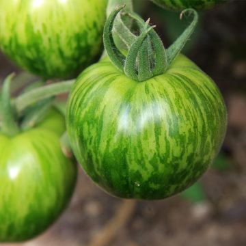 Tomate Green Zebra BIO