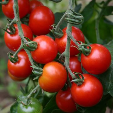 Tomate cherri Zuckertraube BIO