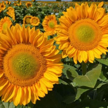 Semillas de Girasol Pro-Cut F1 Gold Lite DMR - Helianthus annuus