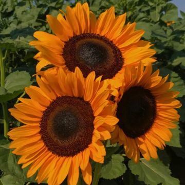 Semillas de Girasol Pro-Cut F1 Naranja DMR - Helianthus annuus