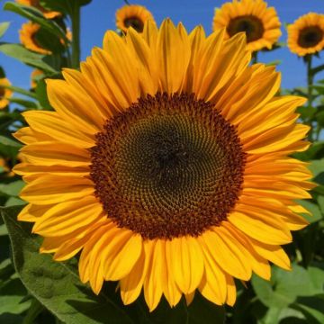 Semillas de Girasol Pro-Cut F1 Orange Excel - Helianthus annuus