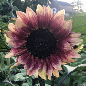 Semillas de Girasol Pro-Cut F1 Plum - Helianthus annuus