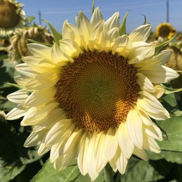 Semillas de Girasol Pro-Cut F1 White Lite - Helianthus annuus