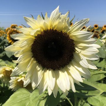 Semillas de Girasol Pro-Cut F1 White Nite - Helianthus annuus