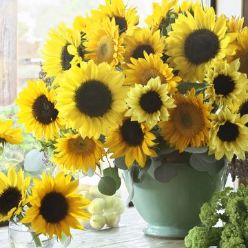 Girasol Van Gogh Mix F1 (semillas) 