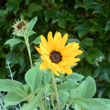 Semillas de Girasol Gold and Silver - Helianthus argophyllus