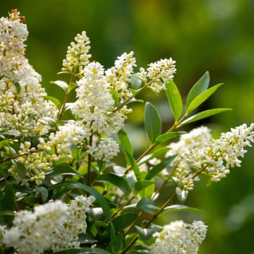 Semillas de Aligustre común - Ligustrum vulgare