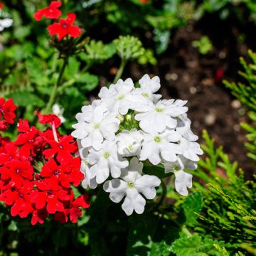 Semillas de Verbena anual Scentsation White - Verbena hybrida