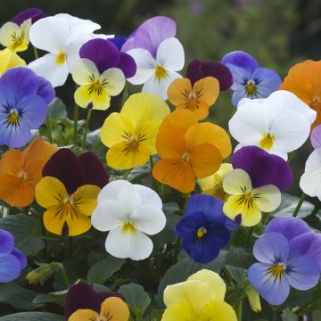 Viola Floral Powers Mixed F1 Hybrid - Violeta