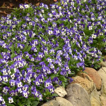 Semillas de Viola cornuta Sorbet XP Delft Blue - Violeta Semillas de Viola cornuta Sorbet XP Delft Blue - Violeta