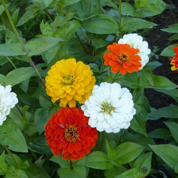 Semillas de Zinnia Citro Mix Semillas de Zinnia Citro Mix