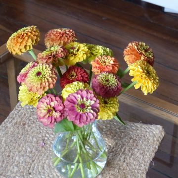 Semillas de Zinnia Queen Lime Bicolores Mix