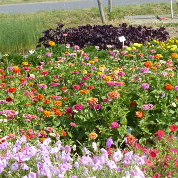 Semillas de Zinnia enano Pépito Extra Mix Semillas de Zinnia enano Pépito Extra Mix