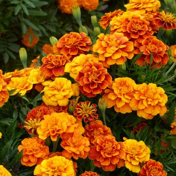 Semillas de clavel de la India enano Reina Sofía BIO - Tagetes patula