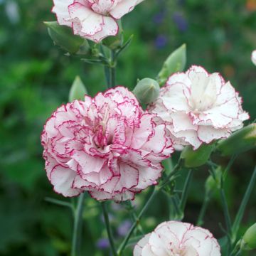 Semillas de Clavel Chabaud Benigna - Dianthus caryophyllus