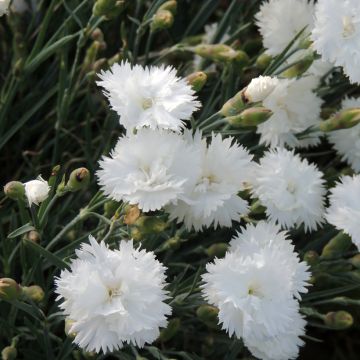 Semillas de Clavel coronado Albus Plenus - Dianthus