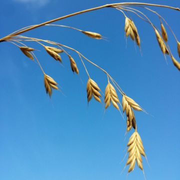 Bromus secalinus (semillas)