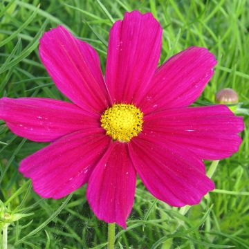 Cosmos bipinnatus Royal Dwarf Carmine