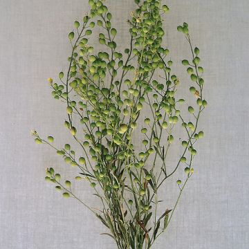 Mastuerzo Attraxa - Lepidium sativum