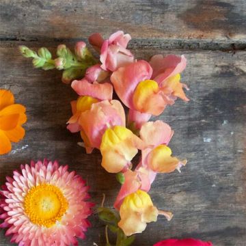 Antirrhinum Maximum Bronze