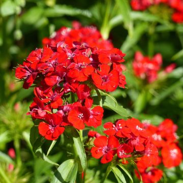 Semillas de Clavel del poeta Etournelle Scarlet - Dianthus barbatus