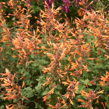 Agastache aurantiaca Apricot Sprite (semillas)