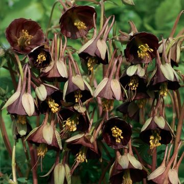 Aquilegia viridiflora Chocolate Soldier (semillas)