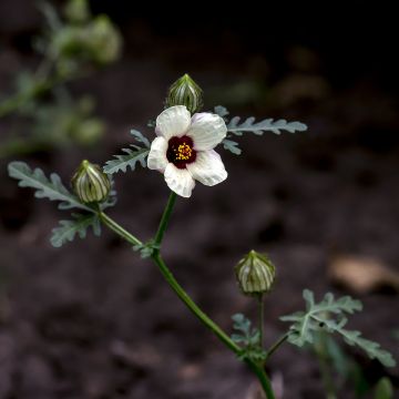 Hibiscus trionum (semillas) - Malva loca