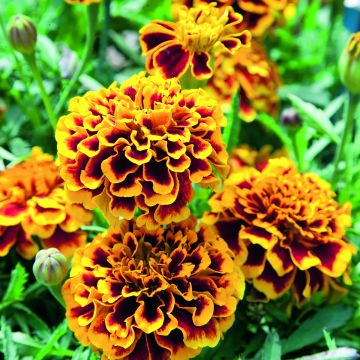 Clavel de moro Colossus