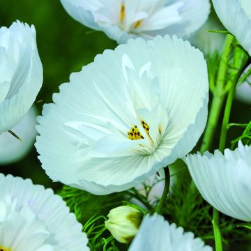 Cosmos bipinnatus Cupcakes White