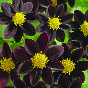 Dalia Black Beauty
