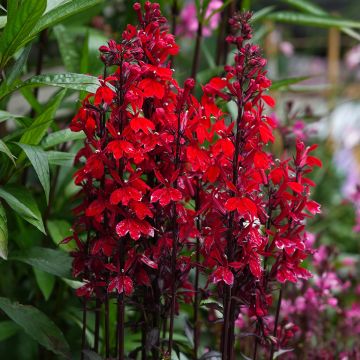 Semillas de Lobelia speciosa Fan Scarlet (semillas recubiertas)