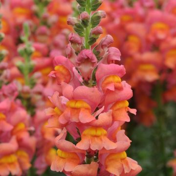Antirrhinum majus F1 Potomac Orange (semillas) - Boca de dragón