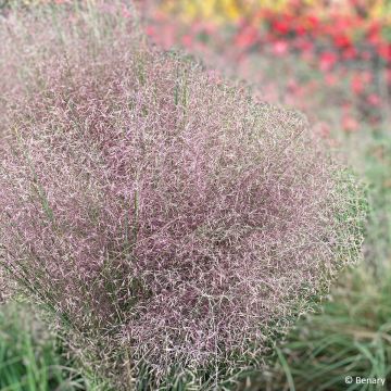 Muhlenbergia reverchonii Rosy (semillas)